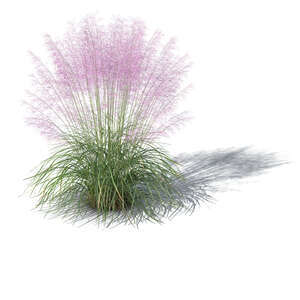 rendereing of a blooming purple muhly grass