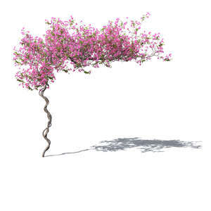 rendering of a blooming vine Bougainvillea