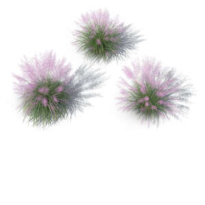 top view of a group of rendered muhly grass bushes