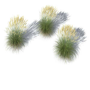 rendering of a group of blooming ornamental grasses