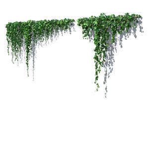 rendering of a hanging vine in sunlight