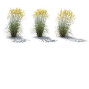 rendering of three backlit bushes of ornamental grass