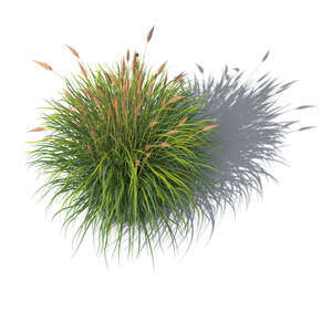 rendered top view image of a blooming grass