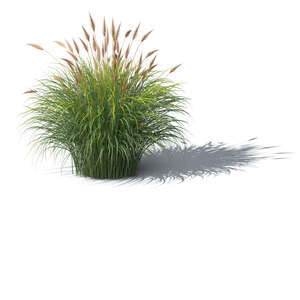 rendering of an ornamental grass in sunlight