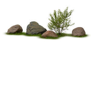 small bush in composition with stones