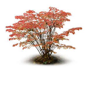 bush with red leaves in autumn