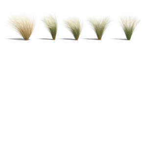 cut out rendering of a row of ornamental grass bushes