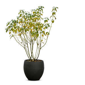 cut out potted plant in autumn