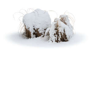 small bush of grass covered with snow