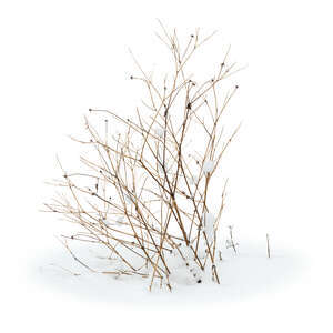 cut out leafless small bush in winter in snow