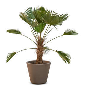 cut out small palm tree in a flower pot