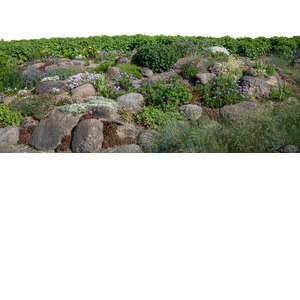 cut out foreground rockery with blooming plants