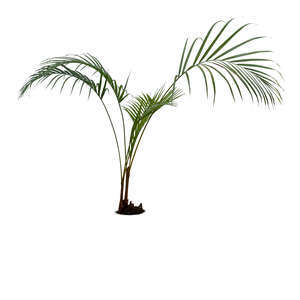 cut out small palm tree