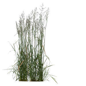 cut out ornamental grass in ambient light