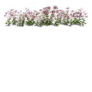 rendered image of a blooming flowerbed