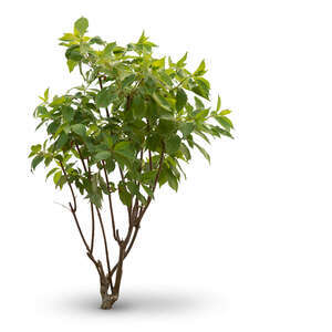 cut out small tree with large leaves