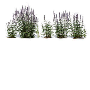 cut out row of blooming sage plants
