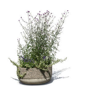 cut out blooming purple vervain in a pot