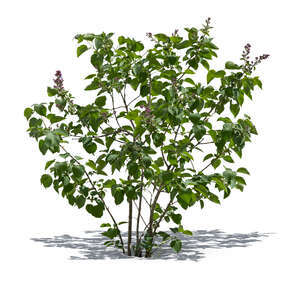 cut out young lilac bush in spring