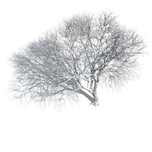 rendering of a tree in winter seen from above 