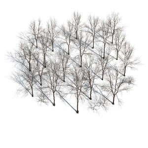 group of rendered bare trees seen from above