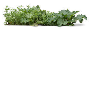 cut out group of green plants and herbs