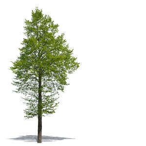 cut out deciduous tree in spring