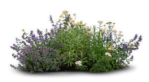 cut out group of flowering plants