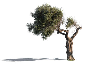 sidelit old olive tree