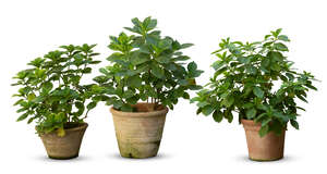 group of plants potted in clay pots