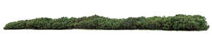 cut out mountain pine hedge