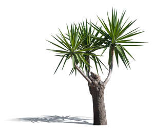 medium size palm tree