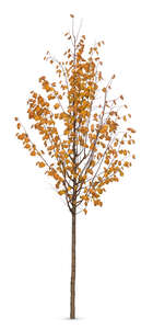 small birch tree with yellow leaves