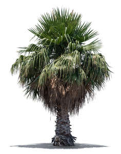 cut out palm tree with large green leaves