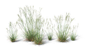 group of ornamental grass plants