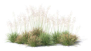 group of ornamental grass plants