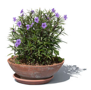 potted blooming plant with lilac blossoms