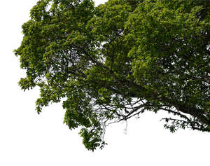 cut out branch of an elm tree