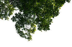 cut out maple branch in sunlight