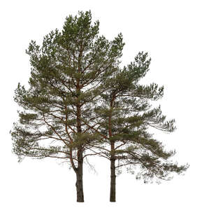 two pine trees in ambient light