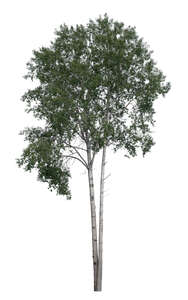 cut out birch tree in ambient light