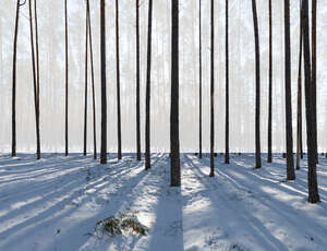 winter forest with pine tree trunks