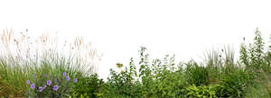 foreground flowerbed with wild plants and flowers