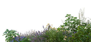 cut out group of green plants and grasses in foreground