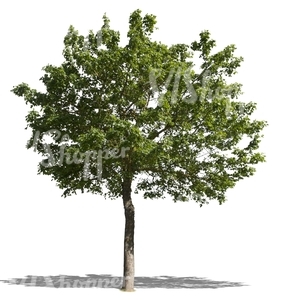 cut out medium maple tree