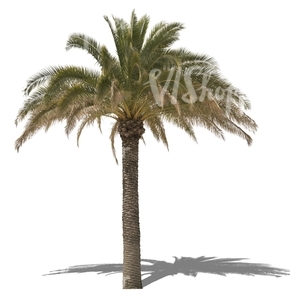 cut out big palm tree
