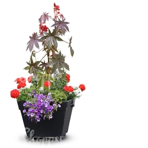 cut out white blooming phlox in a pot