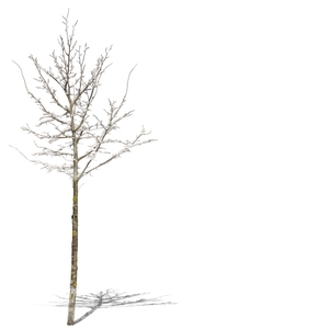 medium tree in wintertime covered with snow