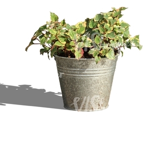 small plant in a decorative bucket