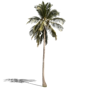 cut out tall palm tree